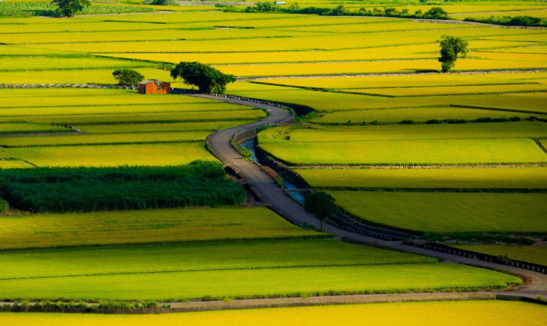 青農返鄉福音！臺南市114年第1批耕地公告放租　黃偉哲市長力推農業扎根