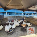 後壁竹圍後5.4分金羽良田